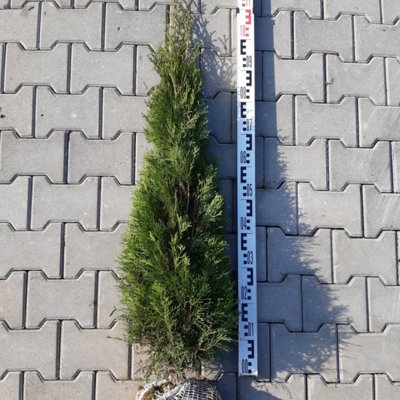 tuje szmaragd 120 cm