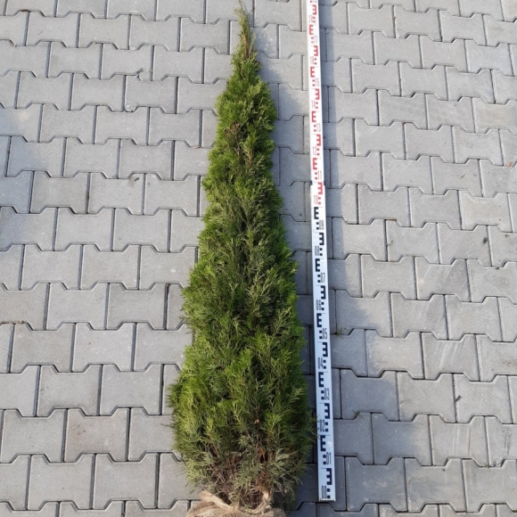 tuja szmaragd