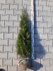 tuja szmaragd 100 cm - 120 cm
